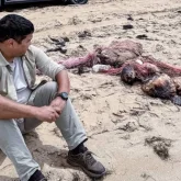 Каспий жағалауынан 200-ге жуық итбалықтың өлексесі табылған (ВИДЕО)