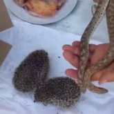 «Жылан мен кірпі етінен сорпа»: Желіде онкологиядан айықтыратын халық емі талқыға түсті (ВИДЕО)