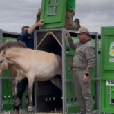 Қазақстанға керқұландардың жаңа тобы келіп жетті (ВИДЕО)