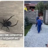 Талдықорғанда қарақұрт қаптап, 1 адам жансақтау бөліміне түсті (ВИДЕО)