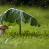 Бүгін елдің басым бөлігінде жаңбыр жауады