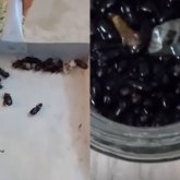 Бейнеуді қара қоңыз басты: халық үрейде отыр, ал билік үнсіз