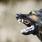 Құлағын жұлып кеткен: Үш ит 10 жастағы баланы талады (ВИДЕО)