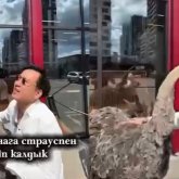 Астанада түйеқұсқа зорлық көрсеткендер жұртты ашуландырды (ВИДЕО)