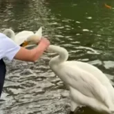 Алматыдағы Ботаникалық бақта ер адам айдындағы аққуға қорлық көрсеткен (ВИДЕО)