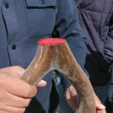 Дәрігерлер марал қанының қауіпті екенін айтты