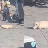 SCAT-тағы жанжал: Алабай иттің салдарынан рейс кешігіп, багаждар сағаттап берілмеген (ВИДЕО)