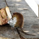 Теміртауда донердің ішінен тышқан шықты