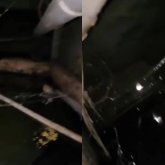 Қызылордада тұрғындар жертөледегі сасық иіс пен суға тұншығып отыр: «Орда сервис» неге әрекетсіз?