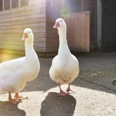 Солтүстік Қазақстанда құстар жаппай қырылуда: халық ашулы, билік үнсіз (ВИДЕО)