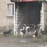 Петропавлды қаңғыбас иттер басып алды: тұрғындар балаларын мектепке шығарып салудан қорқады