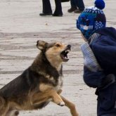 «Тәрбиеші ұйықтап жатқан»: Балабақшада 2 жасар баланы иттер талап өлтірді