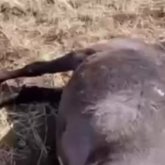 «Қанға боялған жайылым»: Қарағанды облысында 17 жылқыны атып тастаған фермер күдікке ілінді