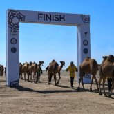 Мың түйеден құралған керуен Гиннестің рекордтар кітабына енді
