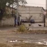 Ақтөбеде гараж маңында балалар мен қаңғыбас иттер бірге жүр (ВИДЕО)