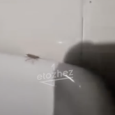 Жезқазған ауруханасында тарақан өріп жүр — Денсаулық сақтау басқармасы мәлімдеме жасады