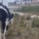 Құлсарыда мал ағаштарды жеп тастады: тұрғындар биліктің әрекетсіздігіне наразы