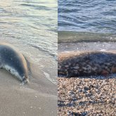 Маңғыстау облысында Каспий жағалауынан жүзден астам өлі итбалық табылды