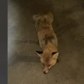 Қостанай облысында жабайы түлкілер адамдарға шабуылдай бастаған