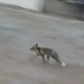 Маңғыстауда жабайы түлкі оқушыларға шабуылдаған