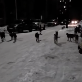 Өскеменде қаңғыбас иттер қаптап кеткен