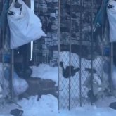 Семей көшелерін жаппай тышқан қаптады