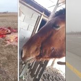 Алматы облысында ұрылар қожалықтың жылқыларын атып өлтіріп, сойып әкеткен (ВИДЕО)