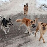 Ақмола облысында қаңғыбас иттерден қауіп күшейді