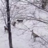 Қарағандының қақ ортасында қаңғыбас иттер қаптап кеткен