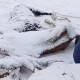 Батыс Қазақстанда жылқылар қырылып жатыр