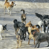 Алматы облысында егде әйелді он шақты ит талап тастаған (ВИДЕО)