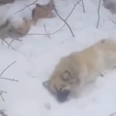 Ақтөбеде иттерді атып, өлексесін гараж маңына тастап кеткен