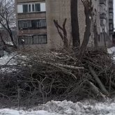 Көкшетауда ағаштарды отап тастаған: әкімдік тағы да жасыл желекті құрбан етті ме?