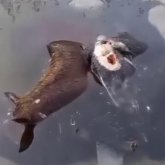 Атырауда қорық аумағында мал қырылды