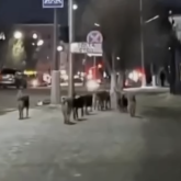 Қарағандының қақ ортасында қаңғыбас иттер қаптады