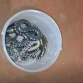 БҚО-да үйдің астынан 16 жылан шықты