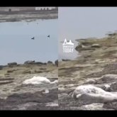 Каспий жағасында аққулар жаппай қырылып жатыр