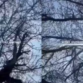 Шымкентте қураған ағаштар құлап, көліктер бүлінді (ВИДЕО)