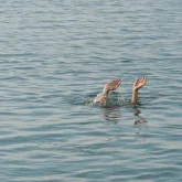 Түркістанда суға құлап кеткен 2 жасар баланың мәйіті табылды