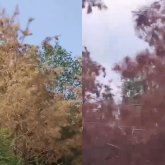 Жезқазғанда ағаштар қурап қалған: әкімдік суаруға неге ден қоймайды?