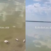 Айдабол көліндегі апат: Зерендіде балықтар жаппай қырылып жатыр