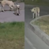 Шымкентте қаңғыбас иттер көбейді