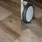 Түркістанда балалар ауруханасын тарақан басып кеткен