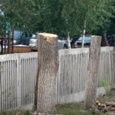 «Ағаш орнына томар қалды»: Өскемендегі балабақша ауласында болған отау халықтың ашуын туғызды
