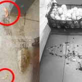 Құлағының жартысын кесіп алған: Шығыс Қазақстанда бұрынғы күйеуі алты баланың анасының құлағын кесіп алған