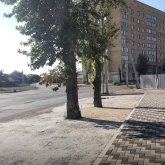 Семейде өсіп тұрған ағаштарды бетондап тастаған: тұрғындар әкімдіктен жауап күтеді