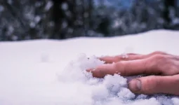 Ақмола облысында ер адам өз ауласынан өлі табылды