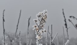 Тұман түсіп, жел екпіні күшейеді: 28 қаңтарға ауа райы болжамы