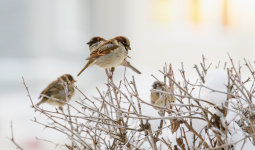 Боран, қалың қар: Бүгін ел аумағында қатты аяз күтіледі