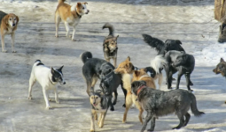 Петропавлда қаңғыбас иттер көбейді: ата-аналар балаларын мектепке жалғыз жіберуге қорқады